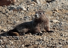 Crurious young marmot